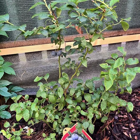 New Centre Garden - Location