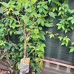 New Centre Garden - Location